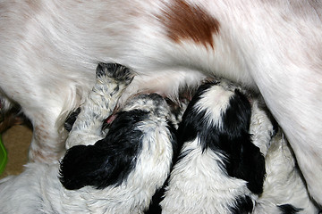 Image showing feeding pups