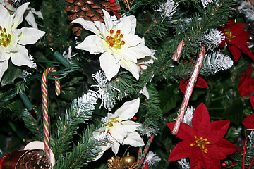 Image showing sugar canes and poinsettia