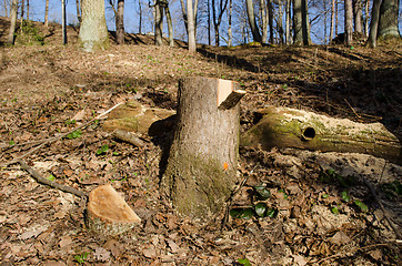 Image showing cut tree stump paint mark deforestation area 