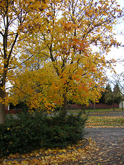 Image showing tree in the fall