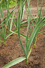 Image showing Green plant garlic