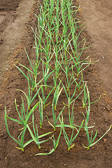 Image showing Plant garlic