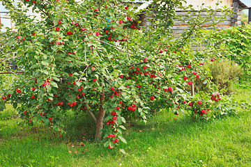 Image showing Apple tree under the weight of the fruit