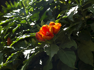 Image showing Greens Hibiscus.