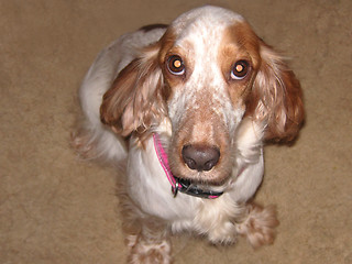 Image showing cocker-spaniel dog