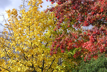 Image showing tree in the fall