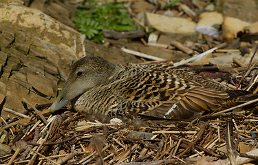 Image showing Eider