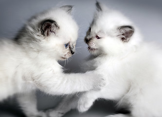 Image showing Two kitten playing 