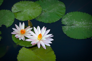 Image showing Beautiful white lilies flowers on a pond