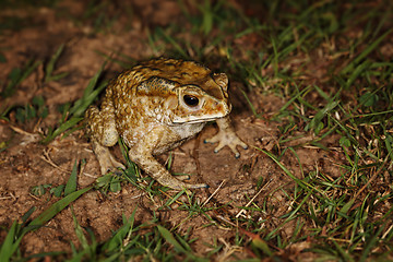 Image showing Common toad sitting in the grass