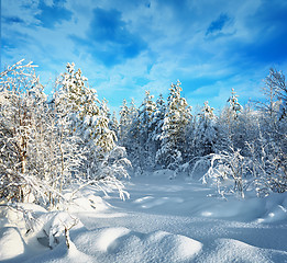 Image showing Trees in winter forest covered with hoarfrost and snow