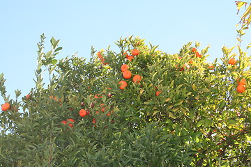 Image showing Tangerine-tree in Spain