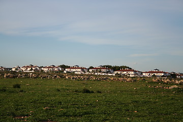 Image showing Flock-of-sheep