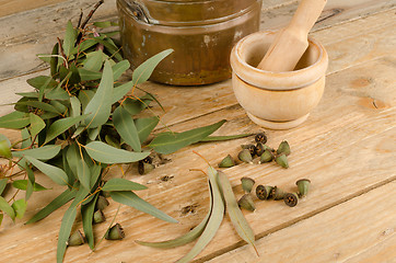 Image showing Medicinal eucalyptus