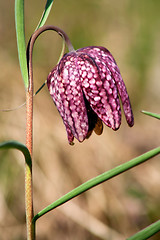 Image showing fritillaria meleagris