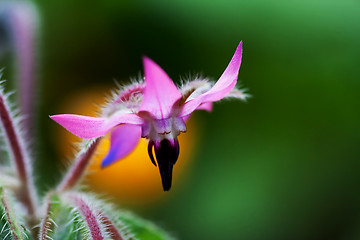 Image showing pink starflower