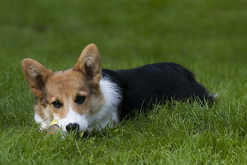 Image showing puppy