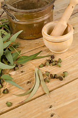 Image showing Fresh eucalyptus