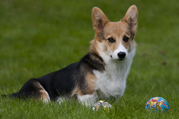 Image showing puppy with ball