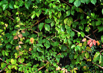 Image showing Green plant on wall