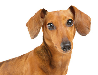 Image showing Brown dachshund dog isolated on white background