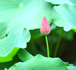 Image showing Lotus bud