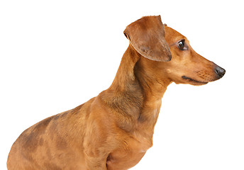 Image showing Brown dachshund dog isolated on white background