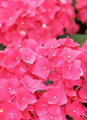 Image showing Pink hydrangea flower