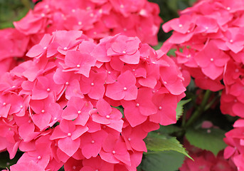 Image showing Pink hydrangea flower