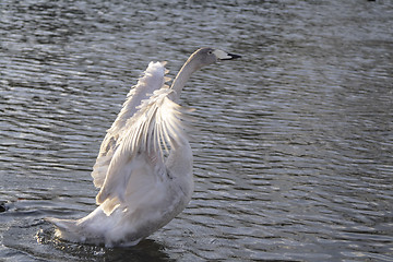 Image showing Swan ballet 2