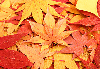 Image showing Dried maple