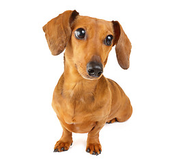 Image showing Brown dachshund dog isolated on white background