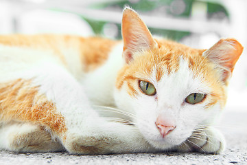 Image showing Street cat 