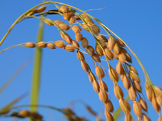 Image showing Rice ear detail