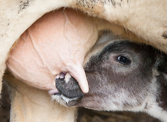 Image showing Young calf drinks milk