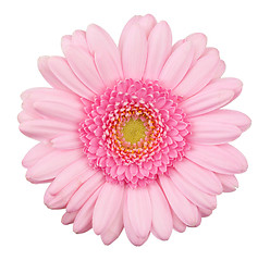 Image showing Pink gerbera flower isolated