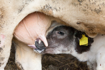 Image showing Young calf drinks milk