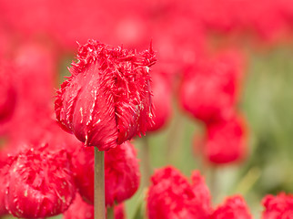 Image showing Tulip field on agricultural land