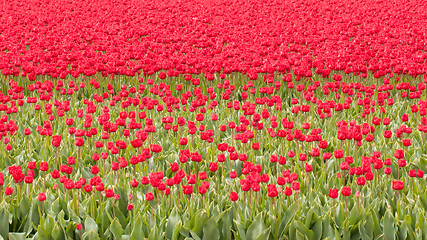 Image showing Tulip field on agricultural land