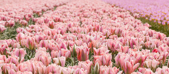 Image showing Tulip field on agricultural land