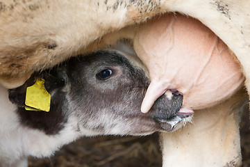 Image showing Young calf drinks milk