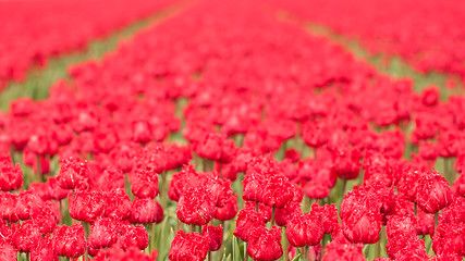 Image showing Tulip field on agricultural land