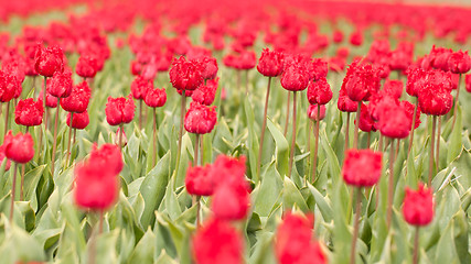 Image showing Tulip field on agricultural land