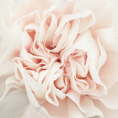 Image showing Pink rose flower isolated