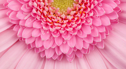 Image showing Pink gerbera flower isolated