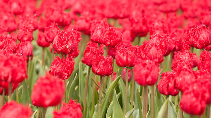 Image showing Tulip field on agricultural land