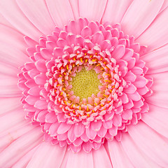 Image showing Pink gerbera flower isolated