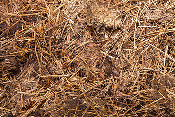 Image showing Close-up of manure mixed with hay