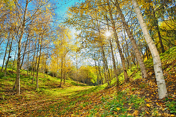 Image showing autumn landscape 