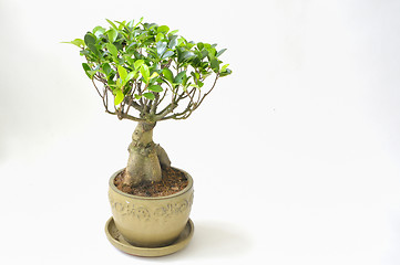 Image showing bonsai tree lsolated